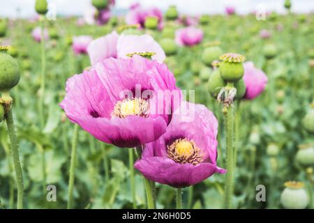 Primo piano dei fiori di papavero di oppio rosa, chiamati anche papaveri di semi di pane Foto Stock