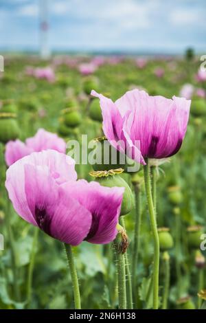Primo piano dei fiori di papavero di oppio rosa, detti anche papaveri di semi di pane, verticale Foto Stock