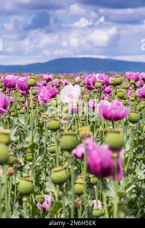 Campo di papavero di oppio rosa, chiamato anche papaveri di semi di pane, in un giorno di primavera nuvoloso. Concentrati sulla foto verticale a fiori bianchi Foto Stock