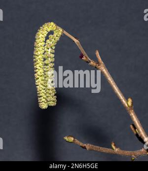 Il grande fiore maschio giallo dell'albero di Hazel nana i piccoli fiori femminili rossi. Il catkin maschio stende un gran numero di polline quando viene agitato dai venti. Foto Stock