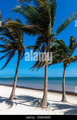 Spiaggia orlata di palme a Cancun, Quintana Roo, Messico Foto Stock