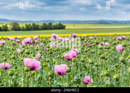 Campo di papavero di oppio rosa, chiamato anche papaveri di semi di pane, in un giorno di primavera nuvoloso Foto Stock