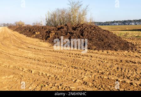 Linea di concime biologico per animali concimi in campo, Shottisham Suffolk, Inghilterra, Regno Unito Foto Stock