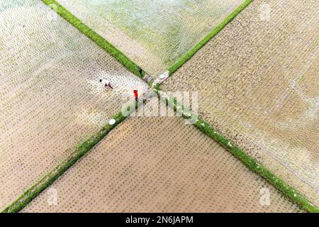 Una vista aerea degli agricoltori che lavorano su un risone Foto Stock