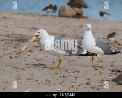 Il principale gabbiano residente delle isole Canarie, ma si può trovare fino all'Atlantico. Foto Stock