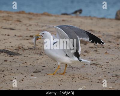 Il principale gabbiano residente delle isole Canarie, ma si può trovare fino all'Atlantico. Foto Stock