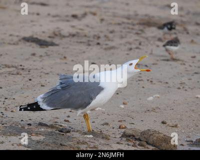 Il principale gabbiano residente delle isole Canarie, ma si può trovare fino all'Atlantico. Foto Stock