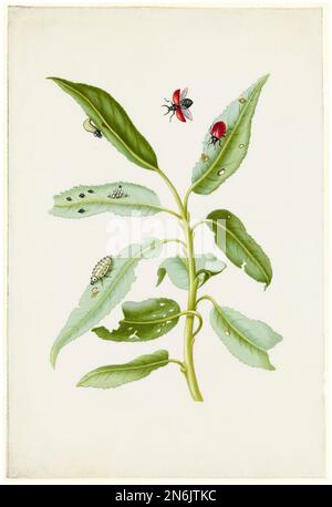 Maria Sibylla Merian Illustration, foglie di salice con coleottero in foglia di pioppo, uova e larve, acquerello e gouache sul vellum, dopo il 1679 Foto Stock