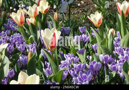 Tulipani Greigii bianchi-rossi con croci bianco-viola. Ubicazione: Keukenhof, Paesi Bassi Foto Stock