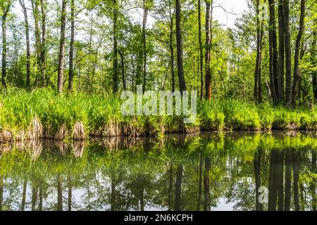 Canale d'acqua nella Riserva della Biosfera Foresta Sprea (Spreewald) nel Brandeburgo, Germania Foto Stock