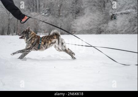 Happy Akita inu cane con pelliccia grigia e arancione è in esecuzione attraverso la neve durante l'inverno, padrone donna è in possesso di un guinzaglio cane Foto Stock