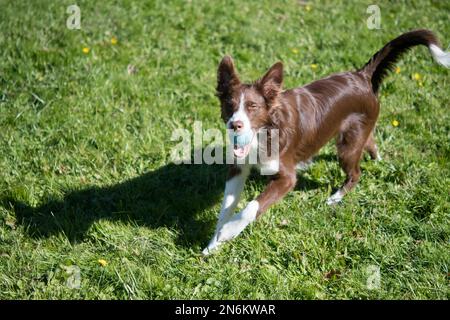 Happy Border Collie giocando con una palla Foto Stock