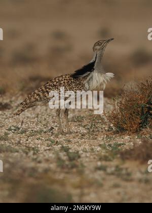 La bustarda di Houbara è una specie in pericolo, queste immagini sono state ottenute da un'auto su piste che il pubblico può guidare. Foto Stock