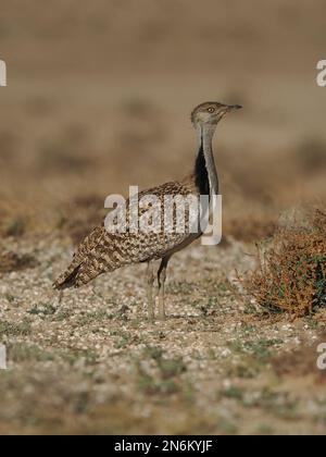 La bustarda di Houbara è una specie in pericolo, queste immagini sono state ottenute da un'auto su piste che il pubblico può guidare. Foto Stock