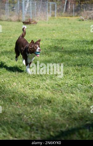 Felice bordo Collie che corre attraverso il cortile con la loro palla Foto Stock