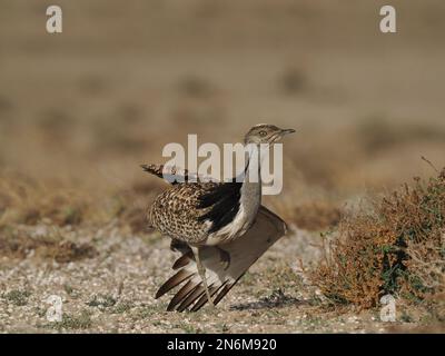 La bustarda di Houbara è una specie in pericolo, queste immagini sono state ottenute da un'auto su piste che il pubblico può guidare. Foto Stock