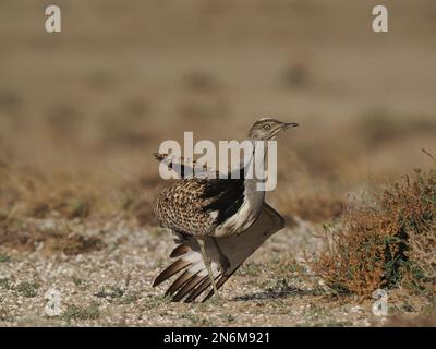 La bustarda di Houbara è una specie in pericolo, queste immagini sono state ottenute da un'auto su piste che il pubblico può guidare. Foto Stock