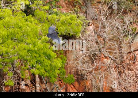 Avvoltoio nero (Coragyps atratus) in volo al Buraco das Araras, una sinkhole naturale vicino a Jardim, Pantanal meridionale, Mato Grosso do sul, Brasile Foto Stock