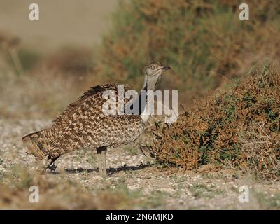 La bustarda di Houbara è una specie in pericolo, queste immagini sono state ottenute da un'auto su piste che il pubblico può guidare. Foto Stock