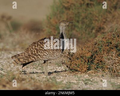 La bustarda di Houbara è una specie in pericolo, queste immagini sono state ottenute da un'auto su piste che il pubblico può guidare. Foto Stock