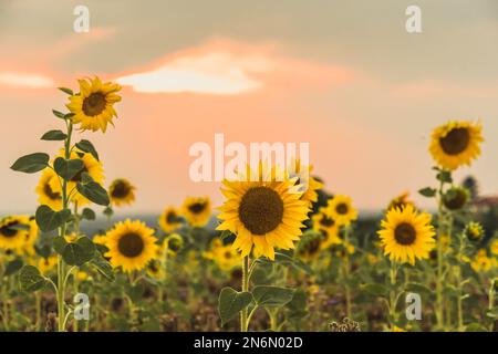 Bel campo di girasoli fiorenti sul tramonto dorato, spazio copia Foto Stock