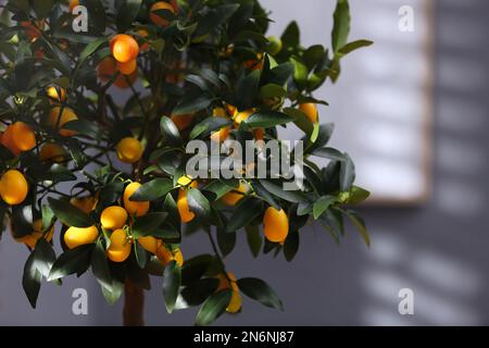 Kumquat albero con frutta su sfondo sfocato Foto Stock