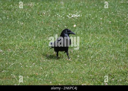 Un carriero, Corvus corone, camminando su erba corta e margherite alla ricerca di cibo in una calda giornata di sole Foto Stock