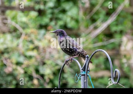 Sturnus vulgaris, una stella comune o europea, appollaiata sulla cima di un'asta di alimentazione degli uccelli che mostra i suoi colori iridescenti sulle sue piume Foto Stock