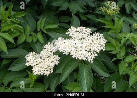 2 grappoli bianchi cremosi di fiore di elderfiore, sambucus nigra, sullo sfondo delle foglie verdi scure della stessa pianta Foto Stock