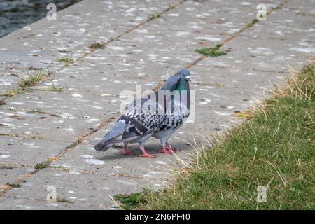 Un paio di piccioni di roccia, Colombe di roccia, Colomba livia, con una piume affettuosamente nebbling o pecking alle altre piume del collo Foto Stock