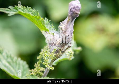 Il nido di nastro della piccola farfalla tartaruga, Aglais orticae, con piccoli pilastri nel loro 1st o 2nd instar visibile attraverso il web su t Foto Stock