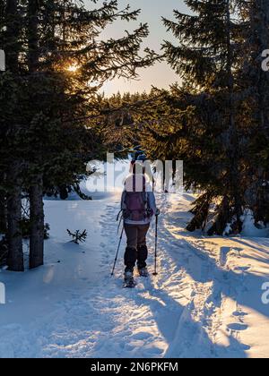 Giovane donna con uno zaino e bastoni da trekking racchette da neve a piedi in una pineta durante il tramonto d'oro ora Foto Stock