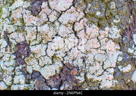 Grumi di muschi crescono su albero corteccia di tessitura, briofita Foto Stock