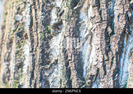 Big Brown asse di legno muro sfondo texture Foto Stock