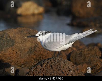 Un piccolo gregge di panini terns Inverno a Costa Teguise, sembra che il loro numero possa aumentare con l'inizio della migrazione. Foto Stock