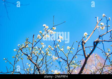 Piante di mais con foglie bruciate che crescono contro il cielo azzurro nuvoloso dopo la spruzzatura di erbicidi il giorno d'estate in campo agricolo Foto Stock