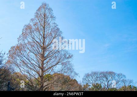 Piante di mais con foglie bruciate che crescono contro il cielo azzurro nuvoloso dopo la spruzzatura di erbicidi il giorno d'estate in campo agricolo Foto Stock