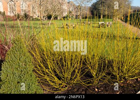Cornus nei giardini del Palazzo Vescovile, Wells, Somerset Foto Stock