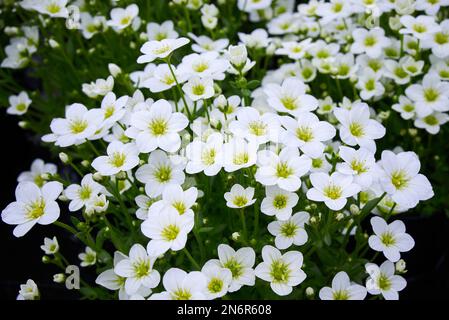Saxifraga piccoli fiori bianchi, Saxifraga arendsii Adebar famiglia Saxifragaceae pianta fioritura perenne Foto Stock