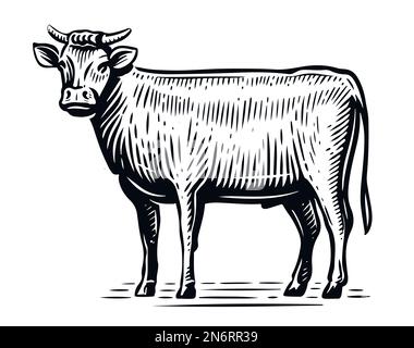 Bull in piedi per tutta la lunghezza, vista laterale in stile schizzo. Illustrazione vettoriale di vintage animale di fattoria disegnato a mano Illustrazione Vettoriale