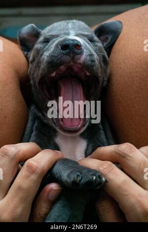 Giovane cucciolo di cane giovane cute yawning piccolo con le zampe belle giace sulle gambe delle persone femminili che ottengono cocdled con la mano Foto Stock