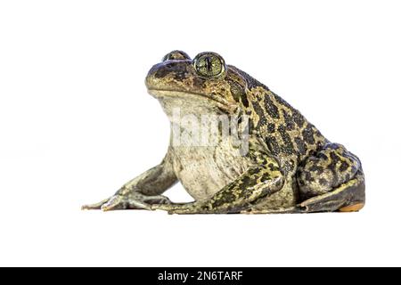 Spadefoot orientale o spadefoot siriano (Pelobates syriacus), rospo che posa su sfondo bianco. Questo anfibio si trova sull'isola di Lesbos, in Grecia. Wi Foto Stock