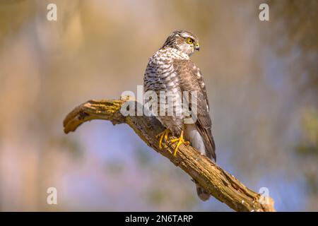 Sparrowhawk eurasiatico (Accipiter nisus) uccello di preda anche conosciuto come lo sparrowhawk settentrionale o lo sparrowhawk seduto su un ramo. Fauna selvatica in natura Foto Stock