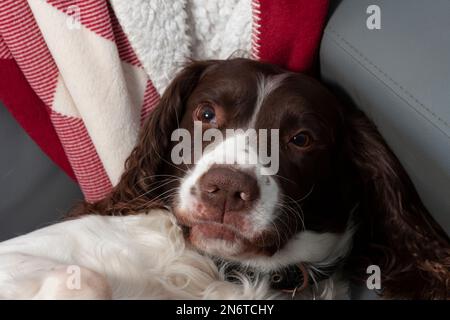 English Springer spaniel Foto Stock