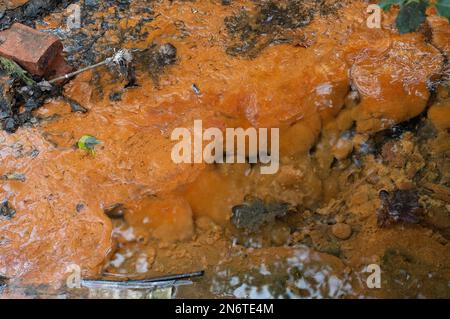 Sunningdale, Ascot, Berkshire, Regno Unito. Nonostante non vi sia stata pioggia recentemente, secondo la mappa interattiva di scarico dell'acqua del Tamigi, stamani stavano scaricando dal loro trabocco di tempesta presso la stazione di pompaggio di Blacknest a Sunningdale, Ascot, Berkshire. La tempesta trabocca si nutre del vicino lago d'acqua della Virginia, parte del Windsor Great Park. Anche se l'acqua nella zona contiene batteri di ferro (Sphaerotilus-Leptothrix) che si nutre di ferro in acqua formando ossidi di ferro rosso color ruggine, ci era una certa specie di inquinamento nei ruscelli vicini. Gli ambientalisti invitano i direttori Foto Stock