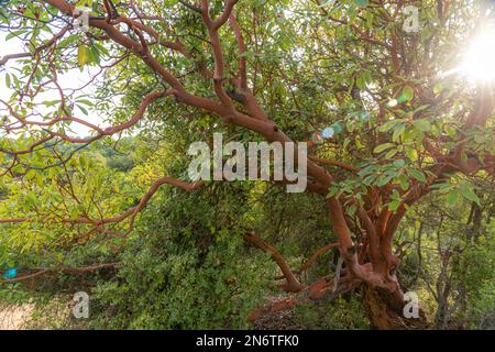 Tronco di arbutus con la sua corteccia rosa peeling. Vista del torrente Kziv alla fine del sentiero segnato dal nero, il parco nazionale Montfort Nahal Kziv, la Galilea occidentale, il distretto settentrionale di Israele Foto Stock