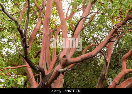 Tronco di arbutus con la sua corteccia rosa peeling. Vista del torrente Kziv alla fine del sentiero segnato dal nero, il parco nazionale Montfort Nahal Kziv, la Galilea occidentale, il distretto settentrionale di Israele Foto Stock