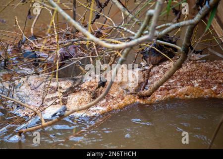 Sunningdale, Ascot, Berkshire, Regno Unito. Nonostante non vi sia stata pioggia recentemente, secondo la mappa interattiva di scarico dell'acqua del Tamigi, stamani stavano scaricando dal loro trabocco di tempesta presso la stazione di pompaggio di Blacknest a Sunningdale, Ascot, Berkshire. La tempesta trabocca si nutre del vicino lago d'acqua della Virginia, parte del Windsor Great Park. Anche se l'acqua nella zona contiene batteri di ferro (Sphaerotilus-Leptothrix) che si nutre di ferro in acqua formando ossidi di ferro rosso color ruggine, ci era una certa specie di inquinamento nei ruscelli vicini. Gli ambientalisti invitano i direttori Foto Stock