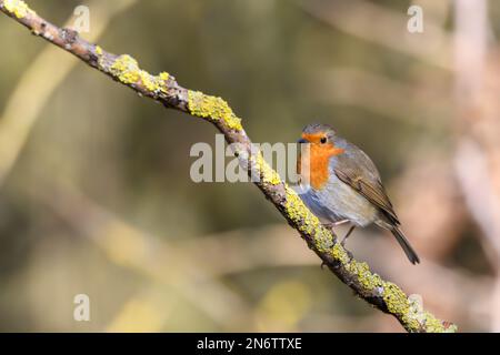 Robin eurasiatico, Erithacus rubecula, arroccato su un ramo di albero coperto di lichene, inverno, vista laterale, guardando a sinistra Foto Stock