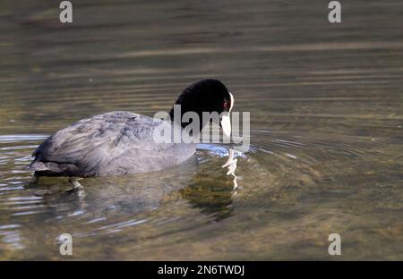 Il Coot è più grande del suo parente comune, il Moorhen. Il becco bianco prominente e lo scudo frontale e l'occhio rosso li rendono piuttosto distintivi. Foto Stock